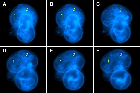 Figures And Data In Oscillatory Phase Separation In Giant Lipid