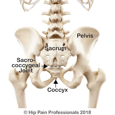 Coccydynia and the Sacrococcygeal Joint - Tailbone Pain