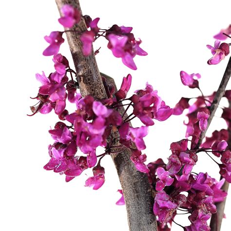 flame thrower redbud tree 8