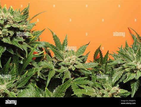 Fondo de cannabis fotografías e imágenes de alta resolución Alamy