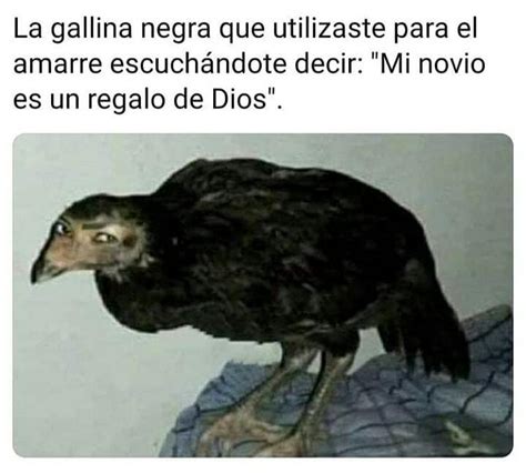 La Gallina Negra Que Utilizaste Para El Amarre Escuchándote Decir Mi