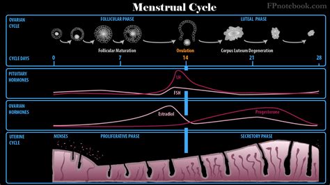 Serum Progesterone