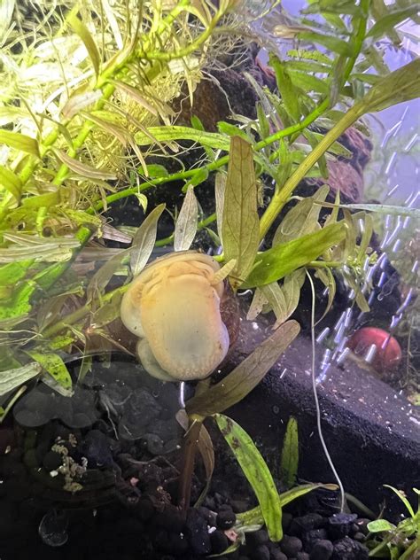 Can Someone Please Help Me Sex These Snails Thanks R Aquaticsnails