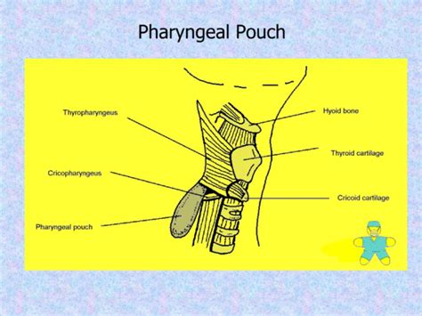 The Pharynx Pdf د علي Muhadharaty