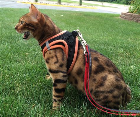 The Tigeress: Walking My Bengal Cat