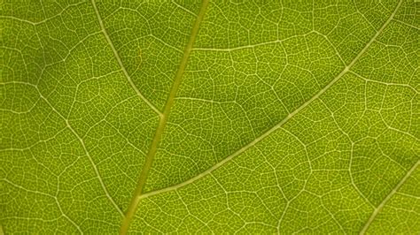 Wallpaper Leaf Veins Macro Texture Green Hd Picture Image