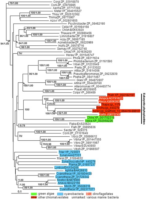 Phylogenetic Tree Inferred From AP Amino Acid Sequences Of Eukaryotic