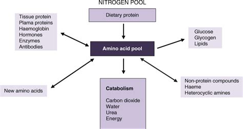 Disorders Of Amino Acid Metabolism Organic Acidaemias And Urea Cycle