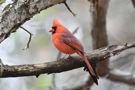 11 Types Of Red Birds Found In Ohio Nature Blog Network