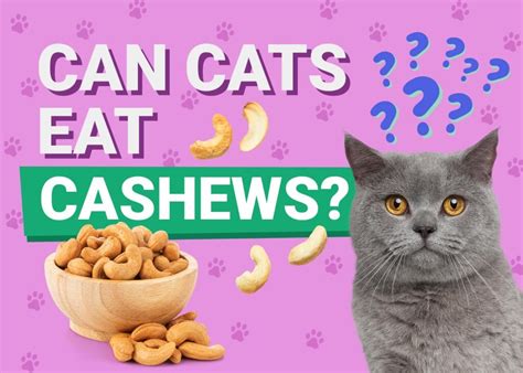 Can Cats Eat Cashews Vet Reviewed Nutrition Facts And Faq Pangovet