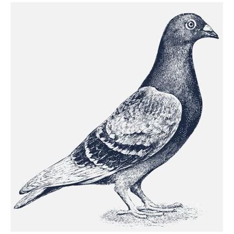 Vintage Pigeon Drawing Google Search Bird Drawings Drawings Pigeon