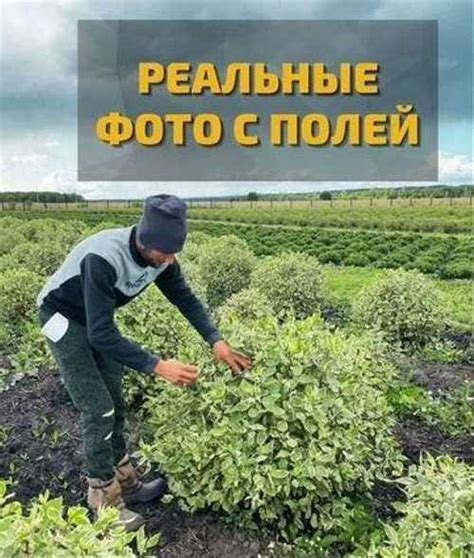Дерен белый шаровидный Москва | Растения | Festima.Ru – мониторинг ...