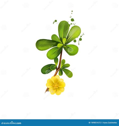 Watercolor Of Portulaca Oleracea Flower Stock Photography ...