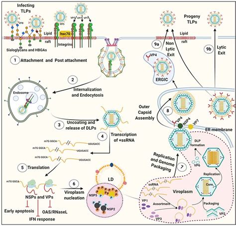 Influenza Virus Life Cycle