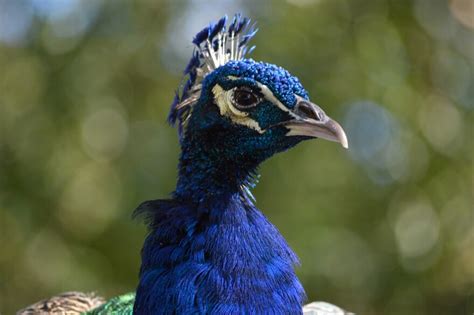 Peacocks Wgcu Pbs And Npr For Southwest Florida