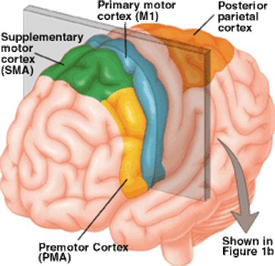 Structure and Function - The Frontal Lobe