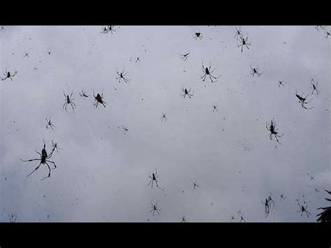 This Video Showing Thousands Of Spiders Raining From The Sky Will Make ...