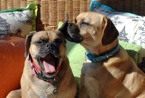 Puggle Lovers Puggle Puggle Dogs Pug Beagle Mix