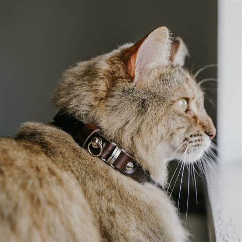 mahogany brown oil tanned leather cat collar stainless breakaway