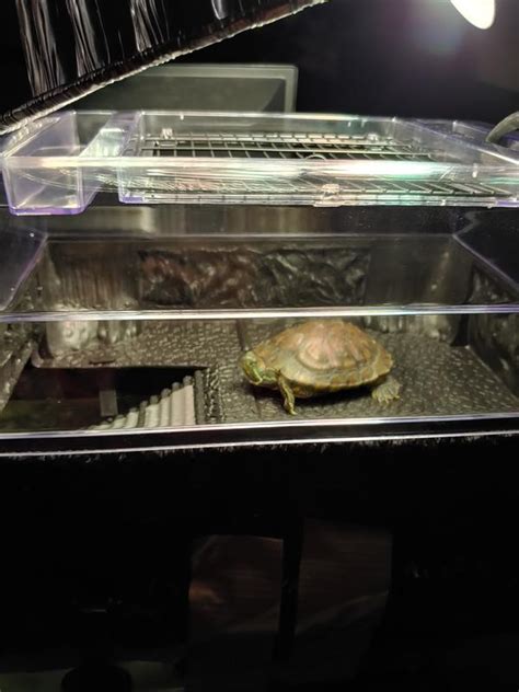 PENN PLAX Turtle Topper Above Tank Basking Platform 14 In Chewy