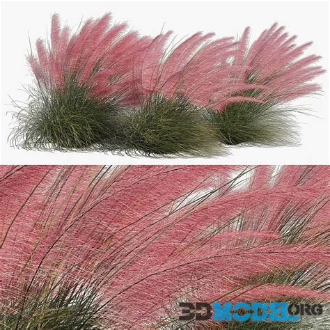 D Model Muhlenbergia Capillaris Pink Muhly Grass