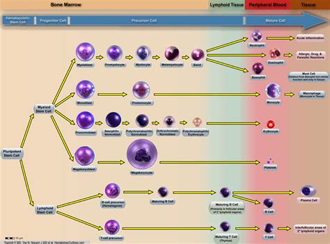 HematologyOutlines - Atlas