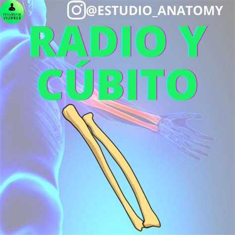 Radio y cúbito PENSAMIENTO ANATÓMICO uDocz