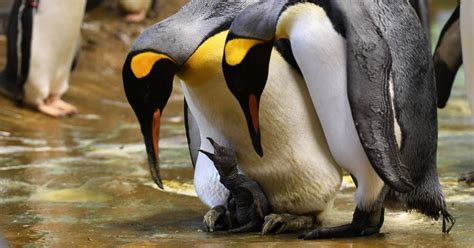 Ab Sonntag Grüner Zoo Wuppertal öffnet und schließt früher