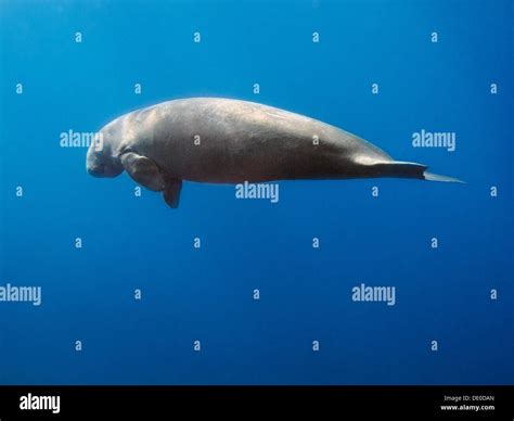 Dugongs Fotos und Bildmaterial in hoher Auflösung Alamy