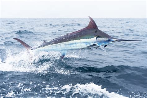 Marlin – The fastest fish in the world and NORMA Group's latest ...