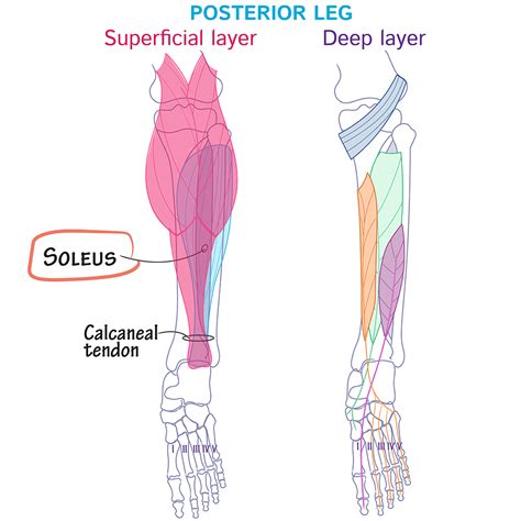 Soleus Gross Anatomy Flashcards Ditki Medical And Biological Sciences