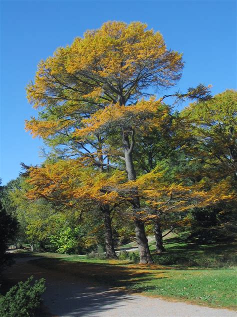 Golden Larch Arnold Arboretum Arnold Arboretum