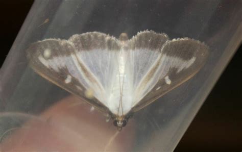 Box Tree Moth From Netherton Dudley Uk On July 1 2023 At 0746 Am By