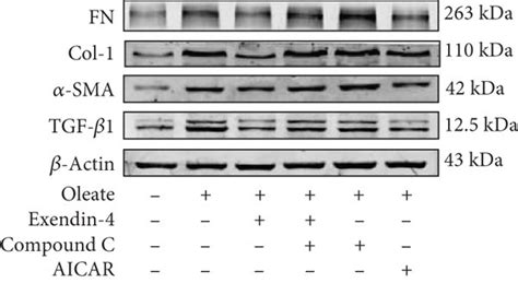 Exendin Regulates The Expressions Of Tgf Fn Sma And Col In