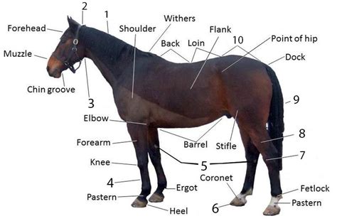 Parts Of Horse Diagram Quizlet