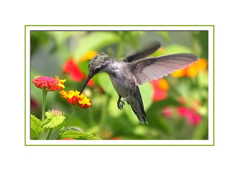 Hummingbird Photography | Flickr