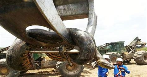 A 328 Feet Anaconda Found In Brazil Largest Snake In The World