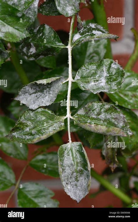 Powdery Mildew On Rose Leaves Hi Res Stock Photography And Images Alamy