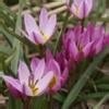 Tulipa Humilis Buy Plants At Coolplants