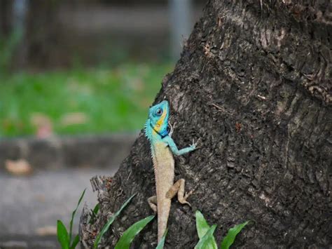 29 Types of Blue Lizards (with Pictures)