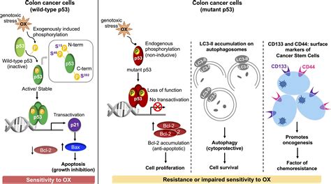 Frontiers Dysregulated Phosphorylation Of P53 Autophagy And Stemness