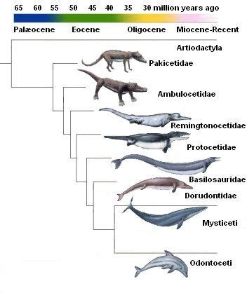 Types Of Toothed Whales