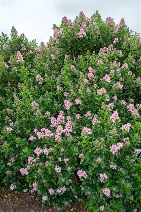 Plant Growers Australia Escallonia Pink Elle