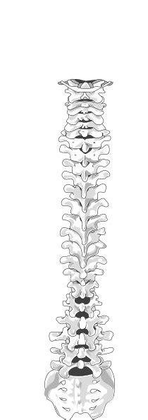 Vertebral Column Clipart Clip Art At Vector Clip Art Online