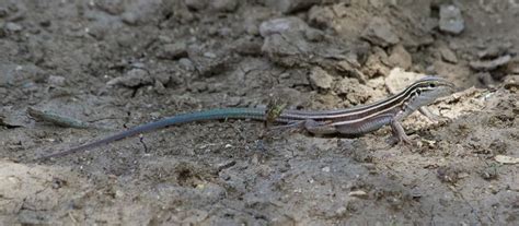 Desert Grassland Whiptail Aspidoscelis Uniparens Empire R Flickr