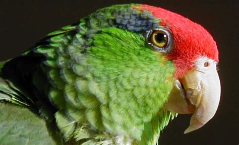 Feral Mexican Red Crowned Parrots Feral Mexican Red Crowned Parrots