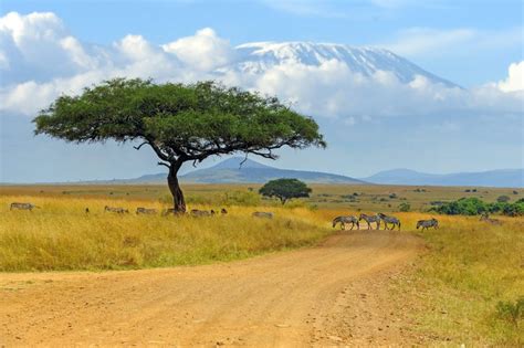 3 Days Amboseli National Park Safari | Kenya Safaris