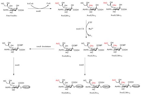 Vaccines Free Full Text Post Glycosylation Modification Of Sialic