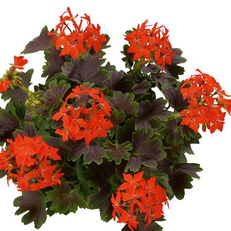 Geranium Pelgardini Fanciful Foliage Collection J Parker Dutch Bulbs