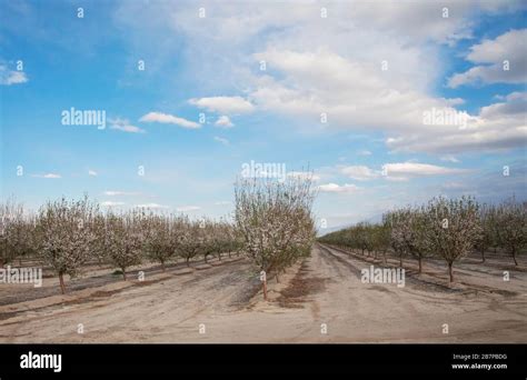 Almond trees in blossom, in Bakersfield, California, United States ...